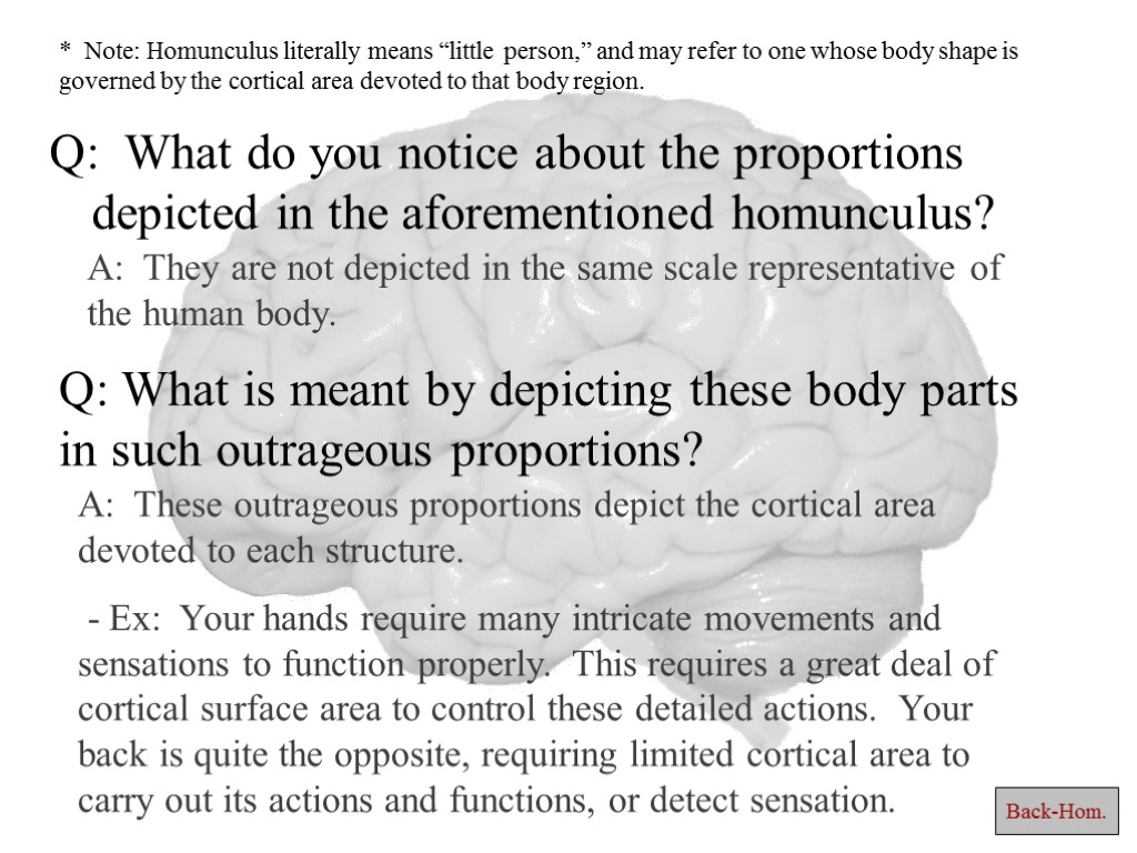 Q: What do you notice about the proportions depicted in the aforementioned homunculus? Q: